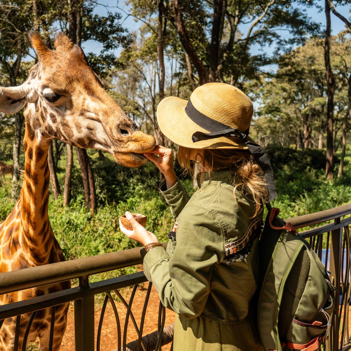 ¿Por qué las jirafas solo beben agua una vez por semana? Esto explica National Geographic