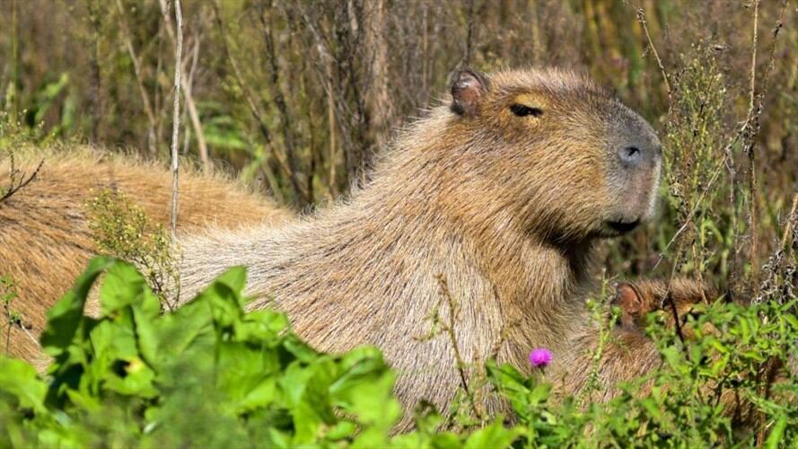 Cinco presuntos integrantes de esta organización ilícita fueron capturados.. Foto: MARA SOSTI/AFP via Getty Images