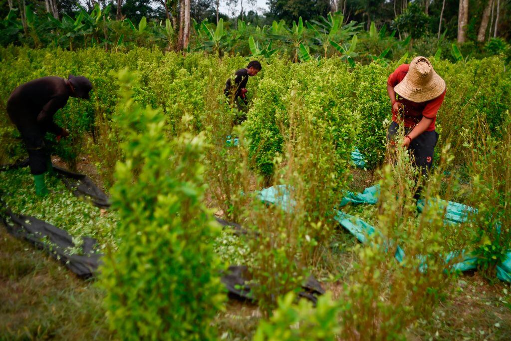 Erradicación de cultivos. Foto: Luis Robayo / AFP via Getty Images