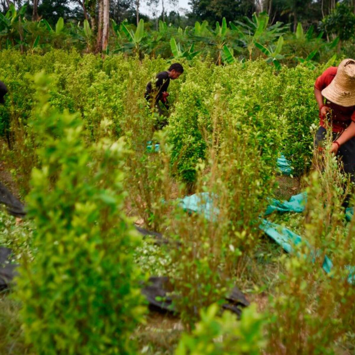 Descertificación no afecta estabilidad de la economía y se mantendrá el crecimiento: MinHacienda