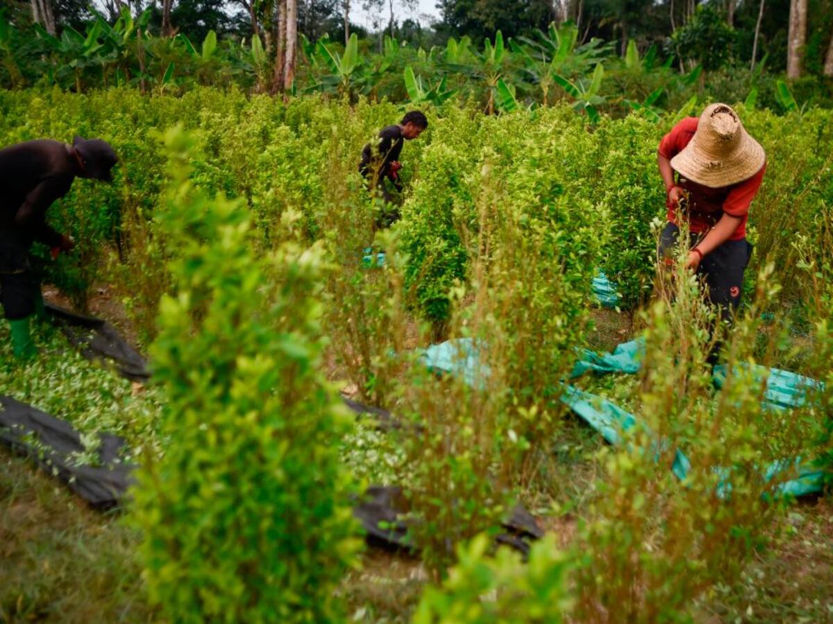 Cultivadores de coca pueden transitar a una economía lícita: ministro de Justicia