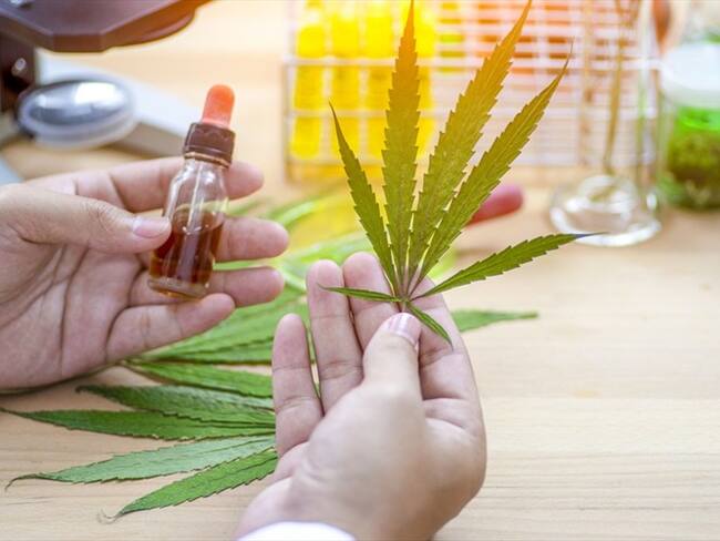 Más de 100 empresarios de cannabis reiteran necesidad de exportar flor seca . Foto: Getty Images