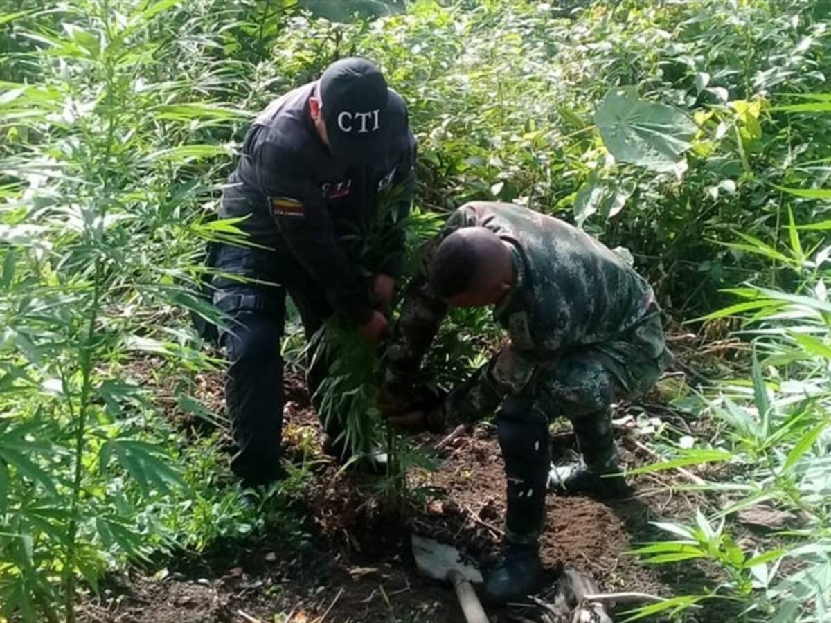 Destruyen media hectárea de marihuana en zona rural de Ciénaga, Magdalena
