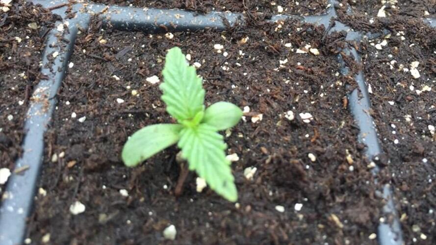 En Sigue La W, expertos del cannabis medicinal responden sobre la situación actual de este producto en el país.. Foto: Colprensa