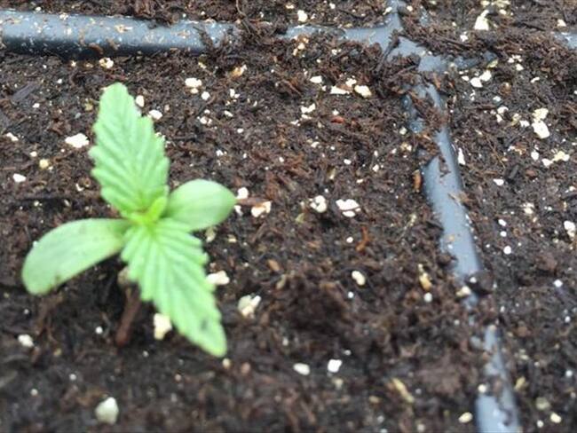 En Sigue La W, expertos del cannabis medicinal responden sobre la situación actual de este producto en el país.. Foto: Colprensa