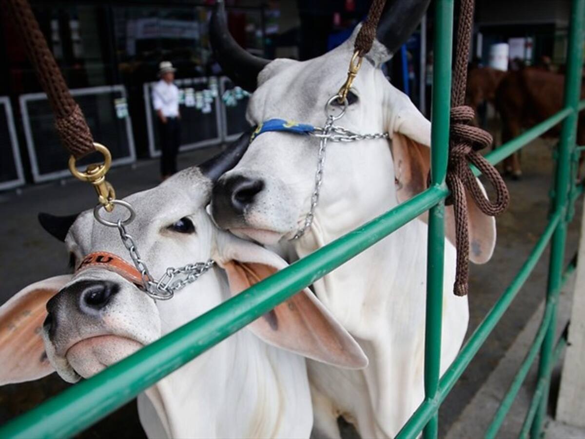 Mesa anticontrabando revisará posible foco de fiebre aftosa en Cúcuta