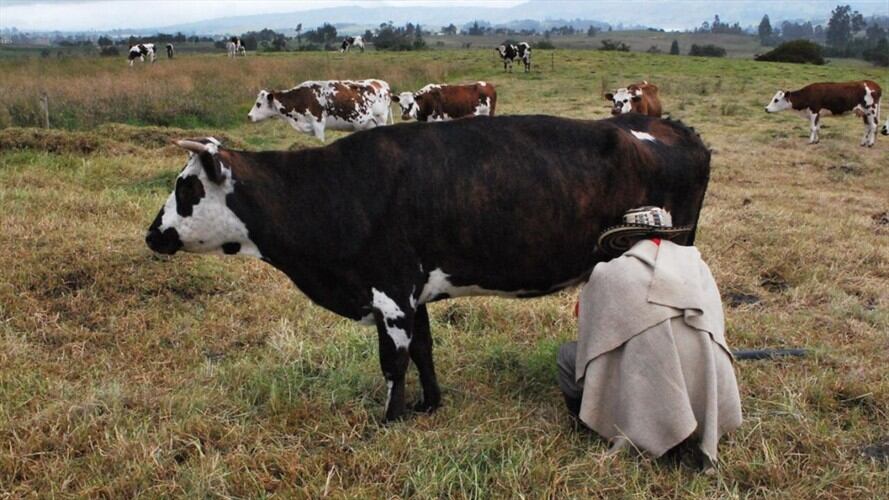 Cuando los campesinos llevan sus cosechas a Tunja o a Bogotá, el dinero que reciben no se compadecen con las inversiones que hacen para lograr su sustento. Foto: Jorge Herrera