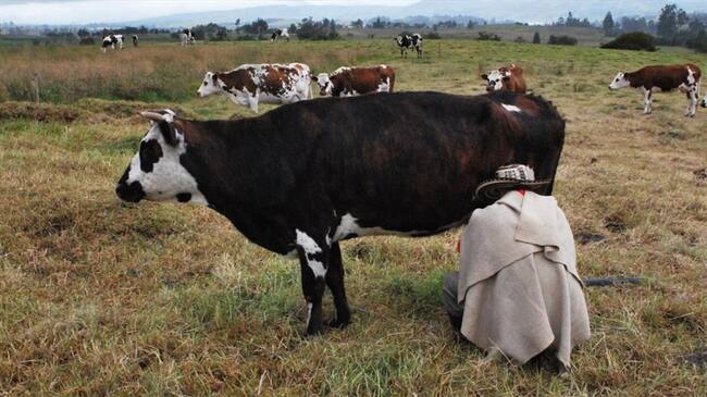 Cuando los campesinos llevan sus cosechas a Tunja o a Bogotá, el dinero que reciben no se compadecen con las inversiones que hacen para lograr su sustento. Foto: Jorge Herrera