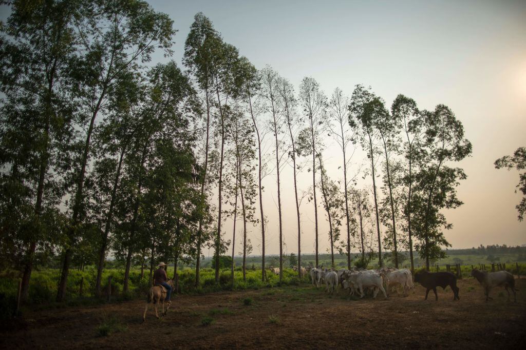 Amazonía colombiana. Foto: MAURO PIMENTEL/Getty Images)