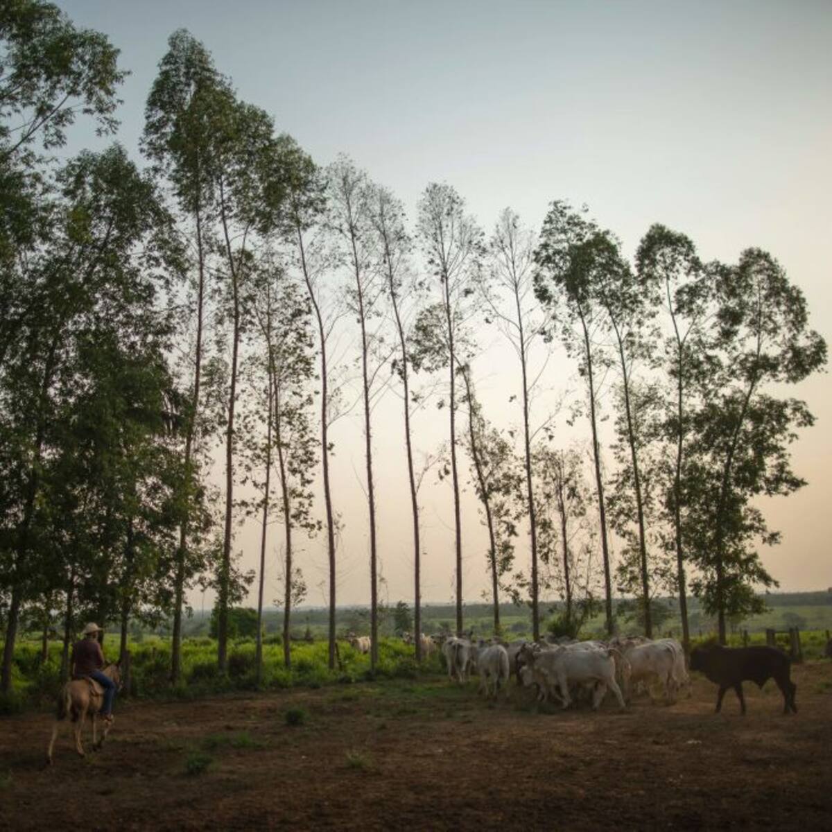 Biosmart Amazonía, el documental del Caquetá que se estrenará en Reino Unido