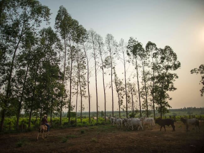 Biosmart Amazonía, el documental del Caquetá que se estrenará en Reino Unido
