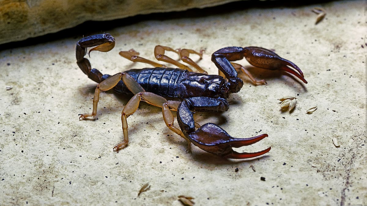 ¿Existe diferencia entre escorpión y alacrán? Esto dice la ciencia