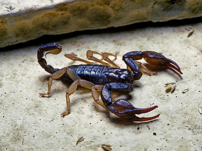 Escorpión imagen de referencia. Foto: Getty Images.