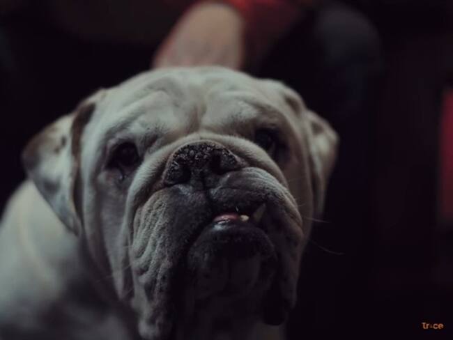 &quot;Nacho&quot;, el corto que retrata la vida en pandemia en la cotidianidad de un perro