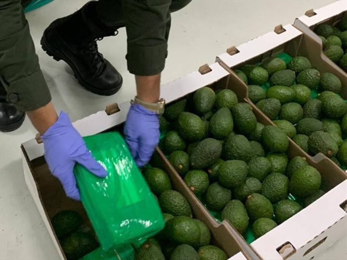 Incautan en Buenaventura cocaína oculta en cargamento de fruta con destino a Bélgica