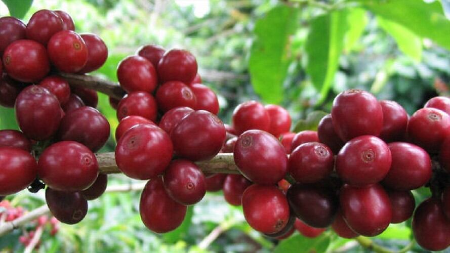 Café santandereano. Foto: Suministrada.