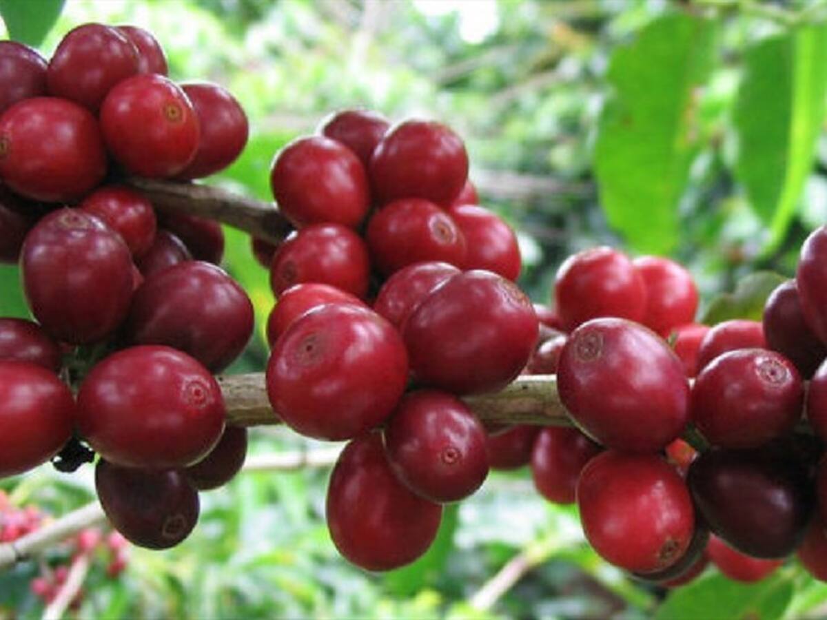 Cafe santandereano será distribuido en 13 países por Starbucks