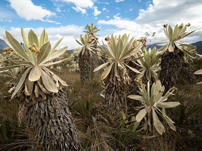 Agua Zalva: el innovador modelo de Bavaria que protege los páramos del país