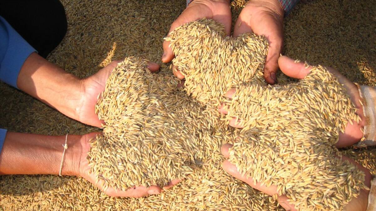 Empresarios del arroz agremiados en la Andi por paro: “hay sobreoferta del arroz”