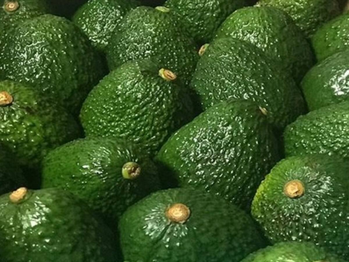 Primera exportación de aguacates hass a China