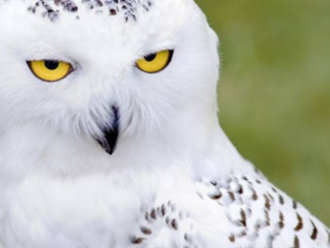 Estos son los 10 animales que podrían "predecir" la muerte