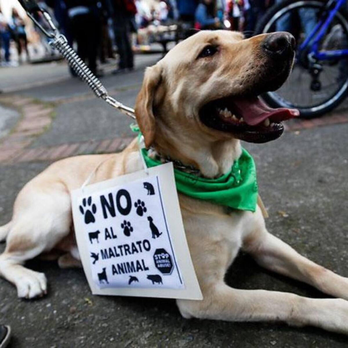 Ante jueces son presentados dos hombres por maltrato animal