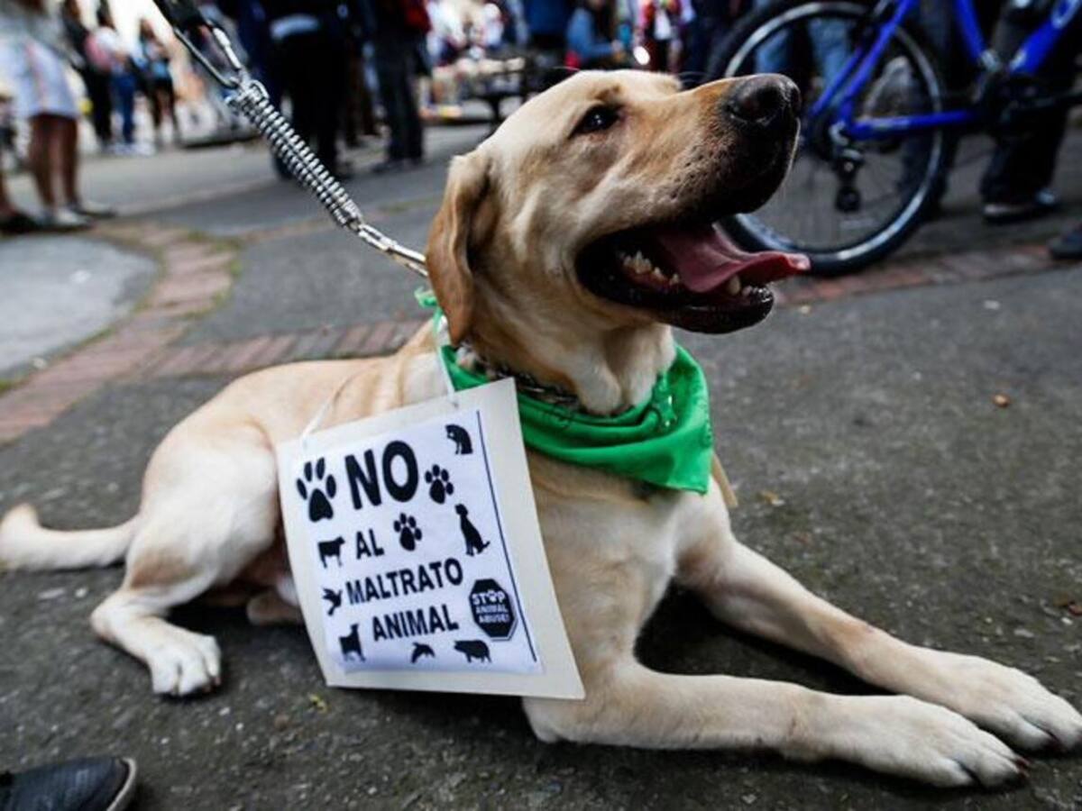 Ante jueces son presentados dos hombres por maltrato animal