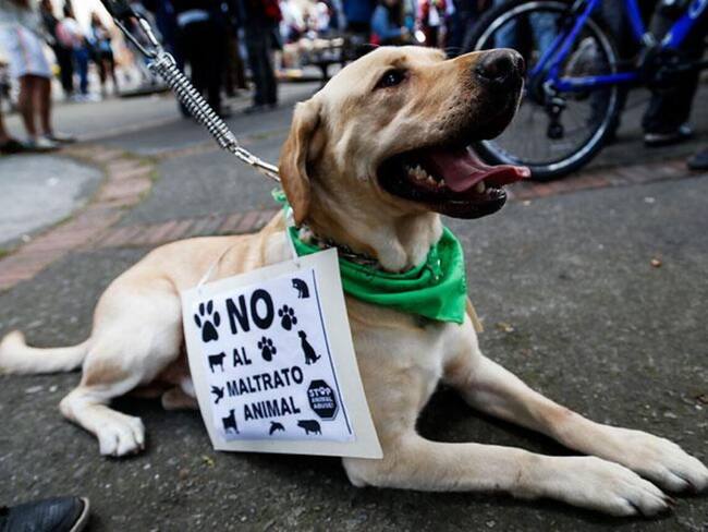 Maltrato animal en Santa Rosa de Cabal / Foto: Colprensa