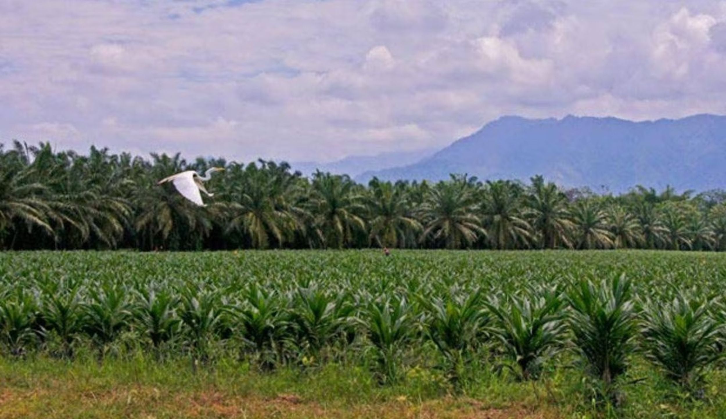 Fedepalma(Foto: cortesía Fedepalma)