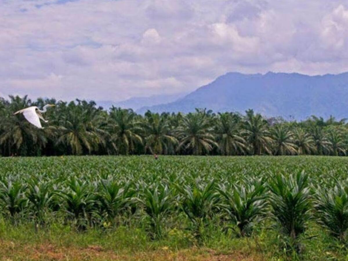 Palmicultores advierten aumento de violencia en zonas de producción