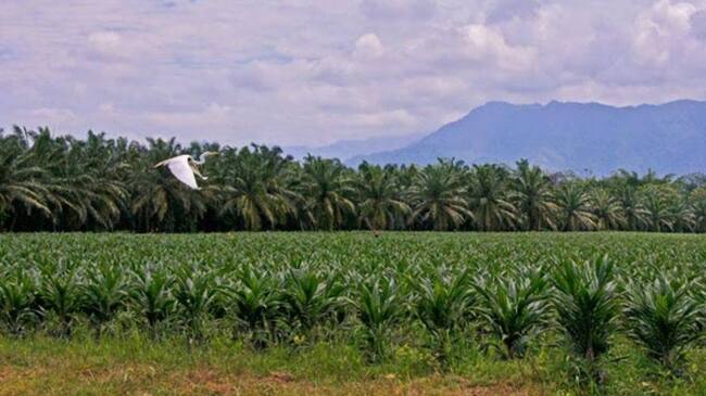 Fedepalma(Foto: cortesía Fedepalma)