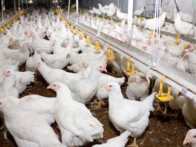 Aves de corral. Foto: Getty Images (referencia)