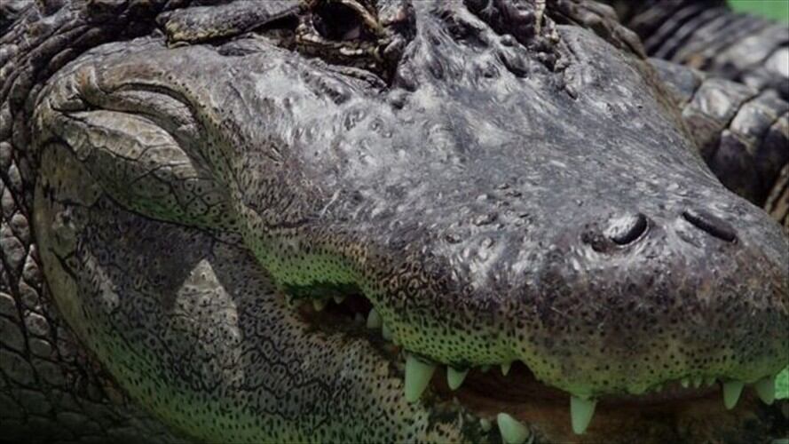 Desde 1948 han muerto 22 personas por ataques de caimán en Florida, informan las autoridades. Foto: Getty / BBC Mundo.