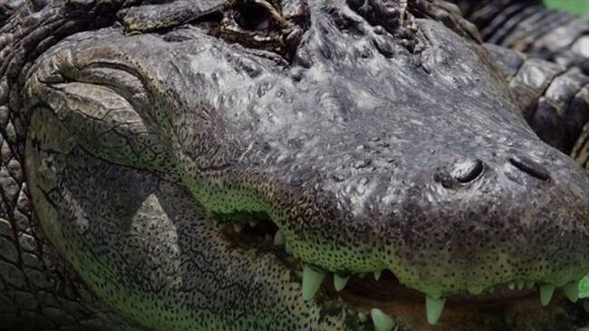 Desde 1948 han muerto 22 personas por ataques de caimán en Florida, informan las autoridades. Foto: Getty / BBC Mundo.