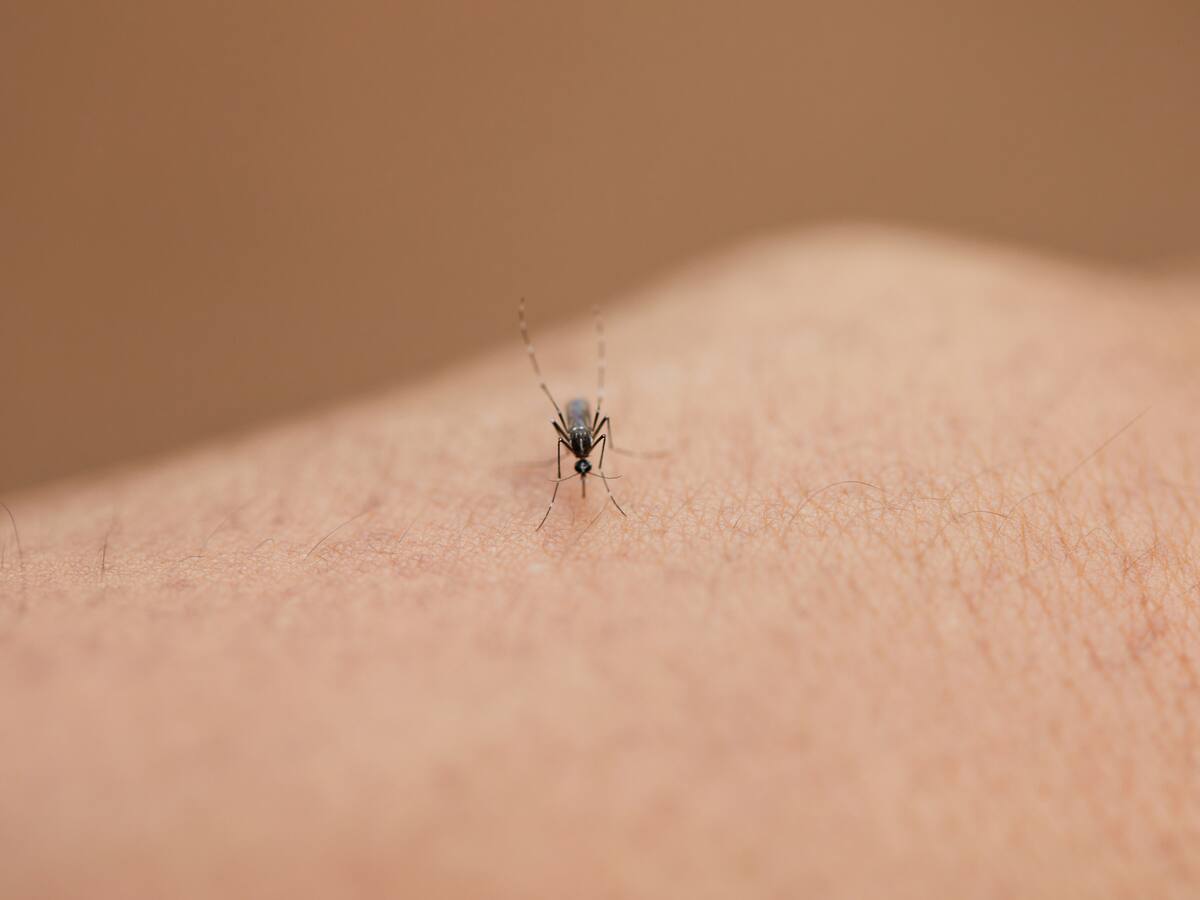 “De una infección leve a una mortal”: Especialista explicó cuáles son los peligros del dengue