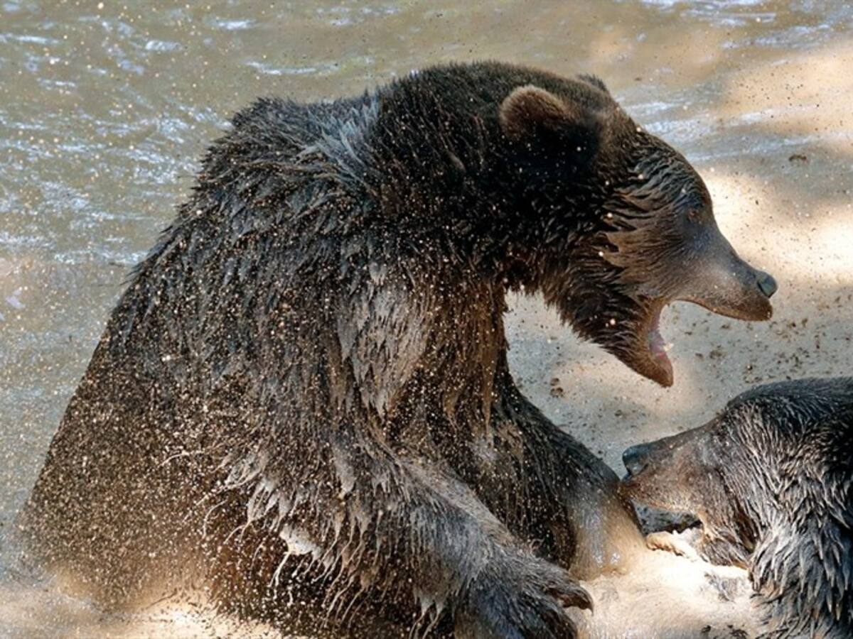 ¿Se enfrentaría usted a un oso frente a una cámara de televisión?