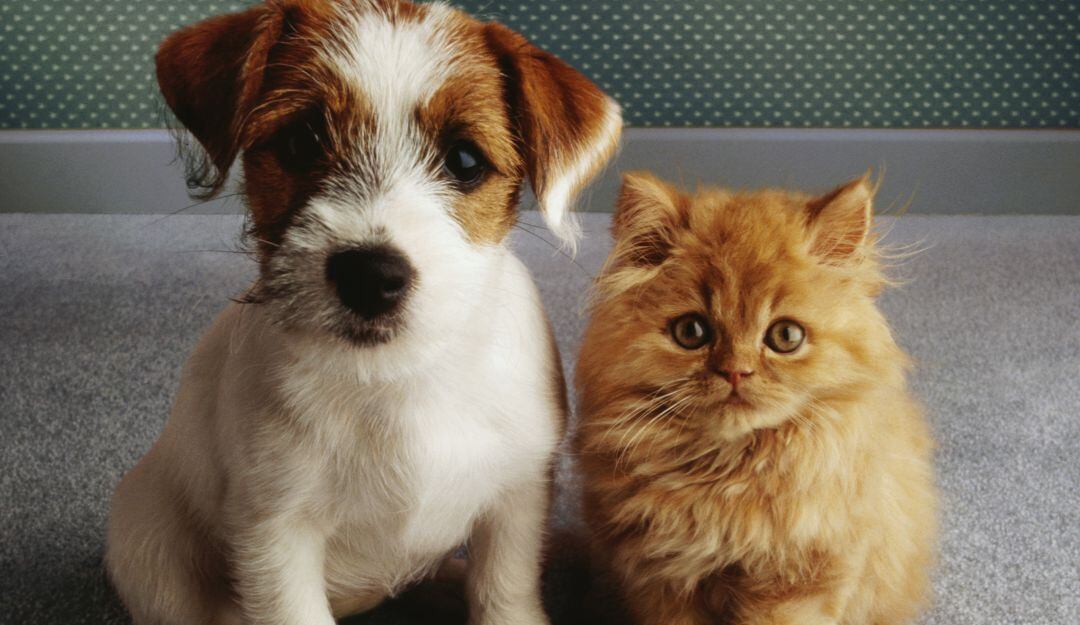 Francia prohíbe venta de perros y gatos en tiendas de animales