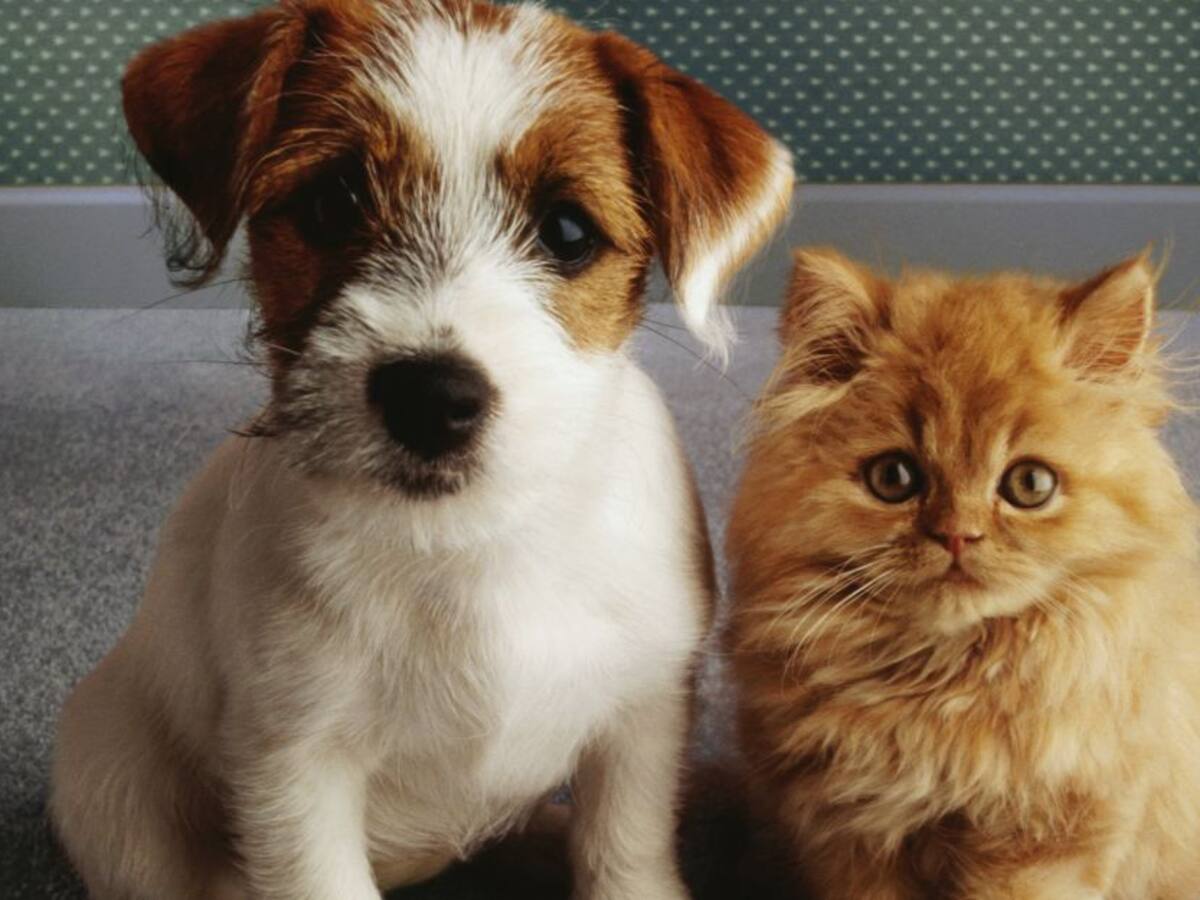 Operativo contra venta ilegal de animales en Bogotá dejó más de 10 caninos y felinos decomisados
