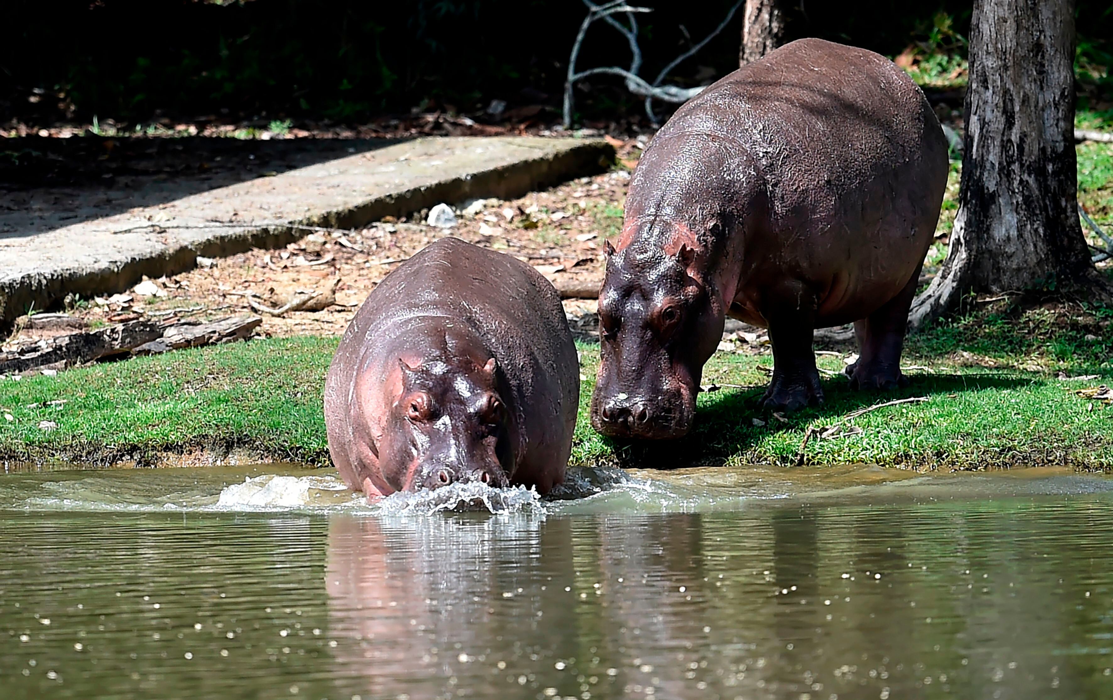 Hippos are seen at the Hacienda Napoles theme park, once the private zoo of drug kingpin Pablo Escobar at his Napoles ranch, in Doradal, Antioquia department, Colombia on September  12, 2020. - Escobar bought four hippos from a zoo in California and flew them to his ranch in the early 1980s. Left to themselves on his Napoles Estate, they bred to become supposedly the biggest wild hippo herd outside Africa -- a local curiosity and a hazard. (Photo by Raul ARBOLEDA / AFP) (Photo by RAUL ARBOLEDA/AFP via Getty Images)