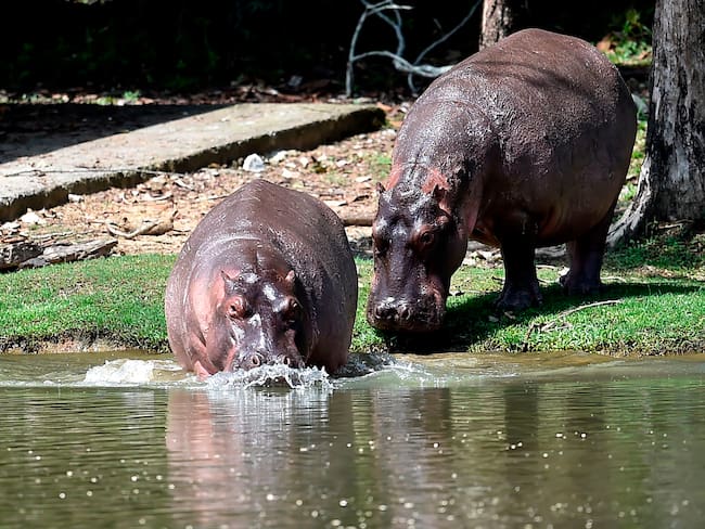 Hipopótamos en Colombia: ¿qué soluciones hay ante el problema y para proteger a los animales?