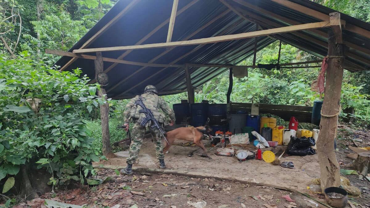 Desmantelan 3 laboratorios para el procesamiento de base de cocaína en el Urabá