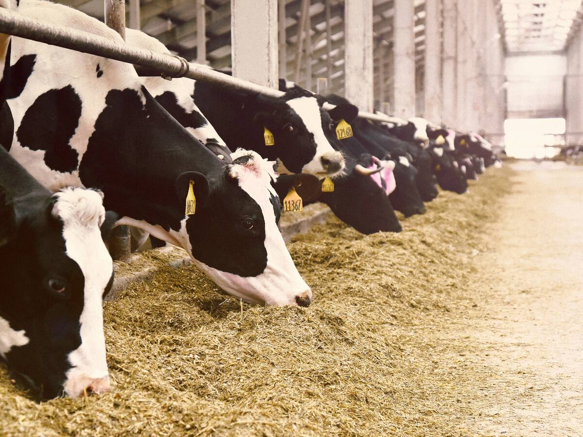 Gafas de realidad virtual a las vacas para producir más leche: la polémica idea de un granjero