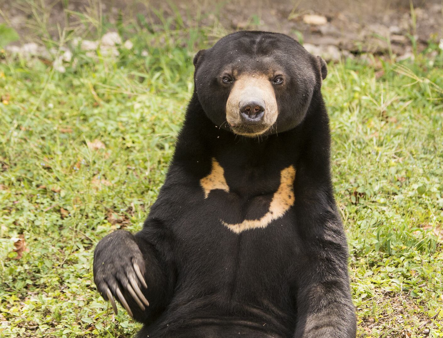 Oso Malayo. Foto: Getty Images.