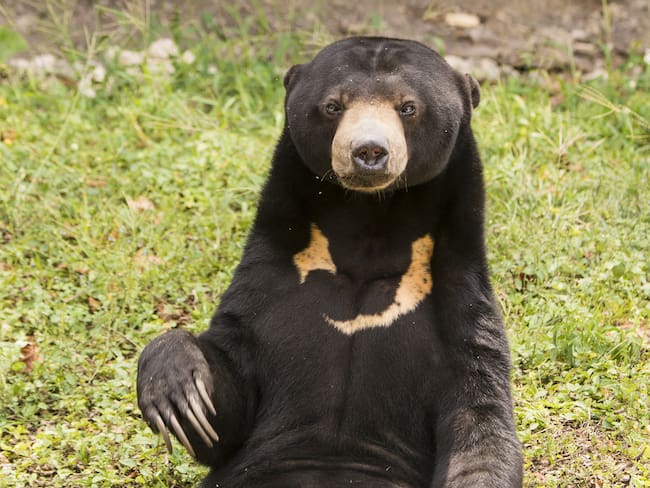 Oso Malayo. Foto: Getty Images.