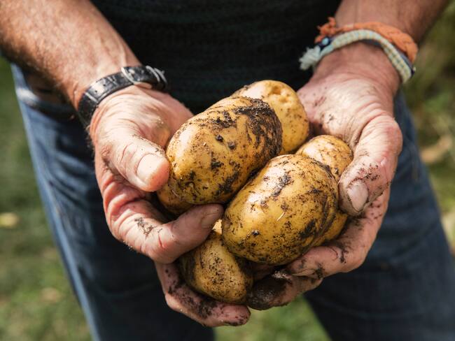 Producto agropecuario. Foto: Getty Images