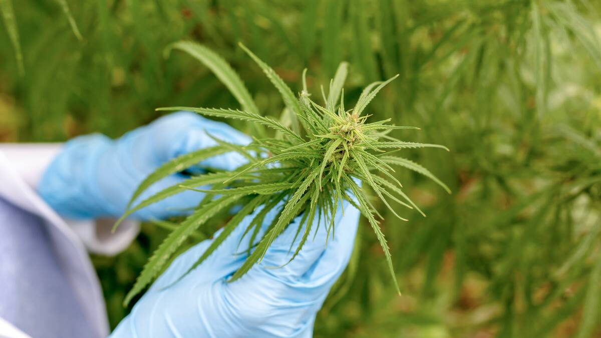 Colombia exportó flor seca de cannabis por primera vez