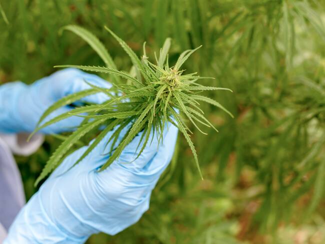 Imagen de referencia de cannabis. Foto: Getty Images