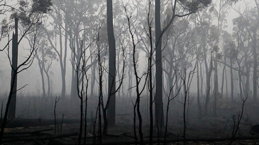 Humo de los incendios forestales de Australia llegó a Brasil. Foto: Getty Images