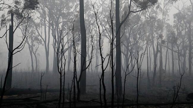 Humo de los incendios forestales de Australia llegó a Brasil. Foto: Getty Images
