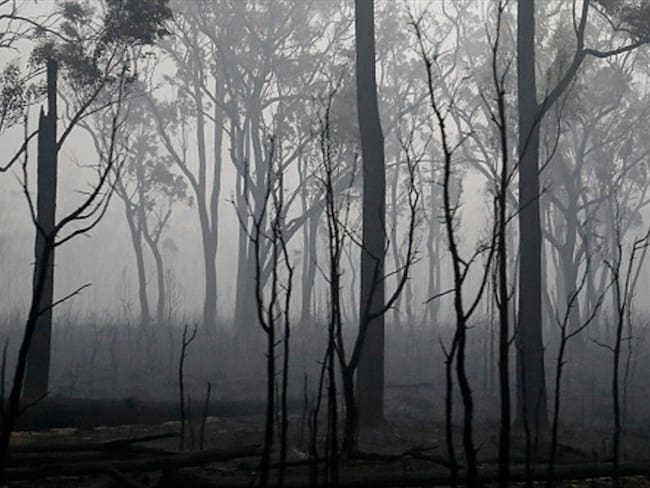 Humo de los incendios forestales de Australia llegó a Brasil. Foto: Getty Images